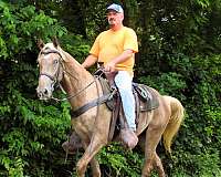 spotrt-horse-rocky-mountain