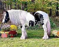 easy-keeper-gypsy-vanner-pony