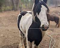 drive-gypsy-vanner-pony