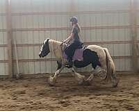 therapy-gypsy-vanner-pony