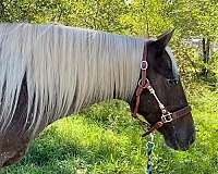 appaloosa-horse