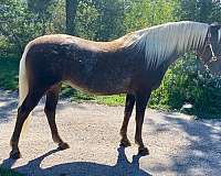 chocolate-appaloosa-horse
