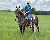 quarter-horse-appaloosa