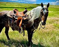 ranch-work-appaloosa-horse