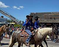 beginner-safe-appaloosa-horse