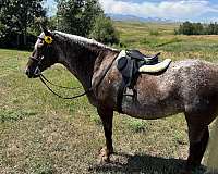 family-horse-appaloosa