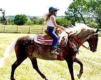all-around-appaloosa-horse