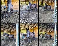 perlino-broodmare-foal-for-sale