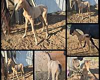 as-is-tennessee-walking-horse