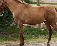 dressage-andalusian-horse