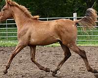ranch-work-andalusian-horse