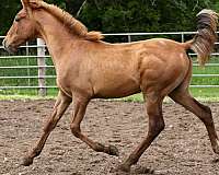 breeding-andalusian-horse