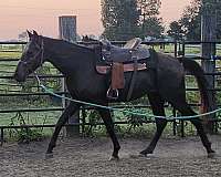 gaited-gelding-tennessee-walker-trail-walking-horse