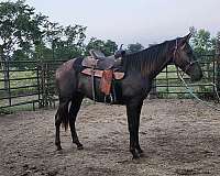 gaited-gelding-tennessee-walker-trail-horse