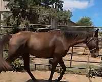gaited-gelding-tennessee-walker-trail