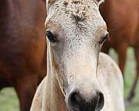 cool-morgan-horse