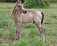 cows-morgan-horse