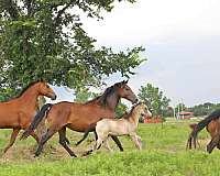 deal-morgan-horse