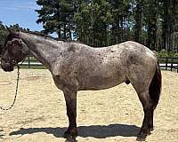 blue-roan-gelding-for-sale