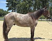 blue-roan-draft-gelding