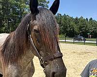 16-hand-draft-gelding