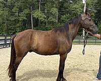 black-gelding-for-sale