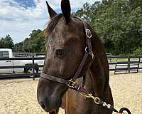 15-hand-quarter-horse-gelding