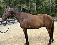 black-quarter-horse-gelding