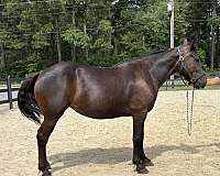 black-mare-for-sale