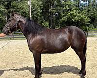 black-draft-mare