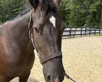 15-hand-draft-mare