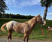 appaloosa-horse-for-sale