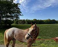 appaloosa-horse