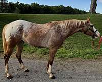appaloosa-gelding