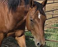 be-aches-enterprise-horse