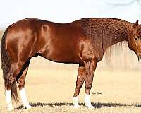 all-aspects-broodmare