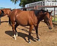 be-aches-enterprise-quarter-horse