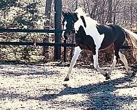 pinto-blaze-four-white-legs-horse