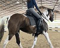 a-winner-oldenburg-horse