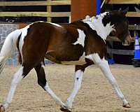 appendix-oldenburg-horse