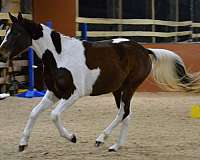 beautiful-oldenburg-horse