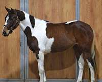blagdon-oldenburg-horse