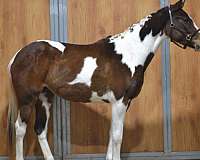 capable-oldenburg-horse
