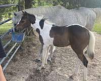 catches-oldenburg-horse