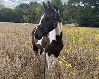 complete-history-oldenburg-horse
