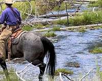 blue-roan-star-branded-right-thigh-pony