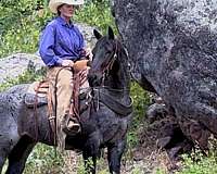 blue-roan-pony-quarter