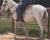 roan-pack-trail-horse