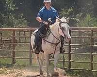 pack-mule