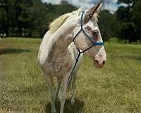 trail-mule